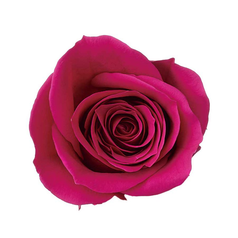 ローズ・いずみ　ロゼ　03480-282