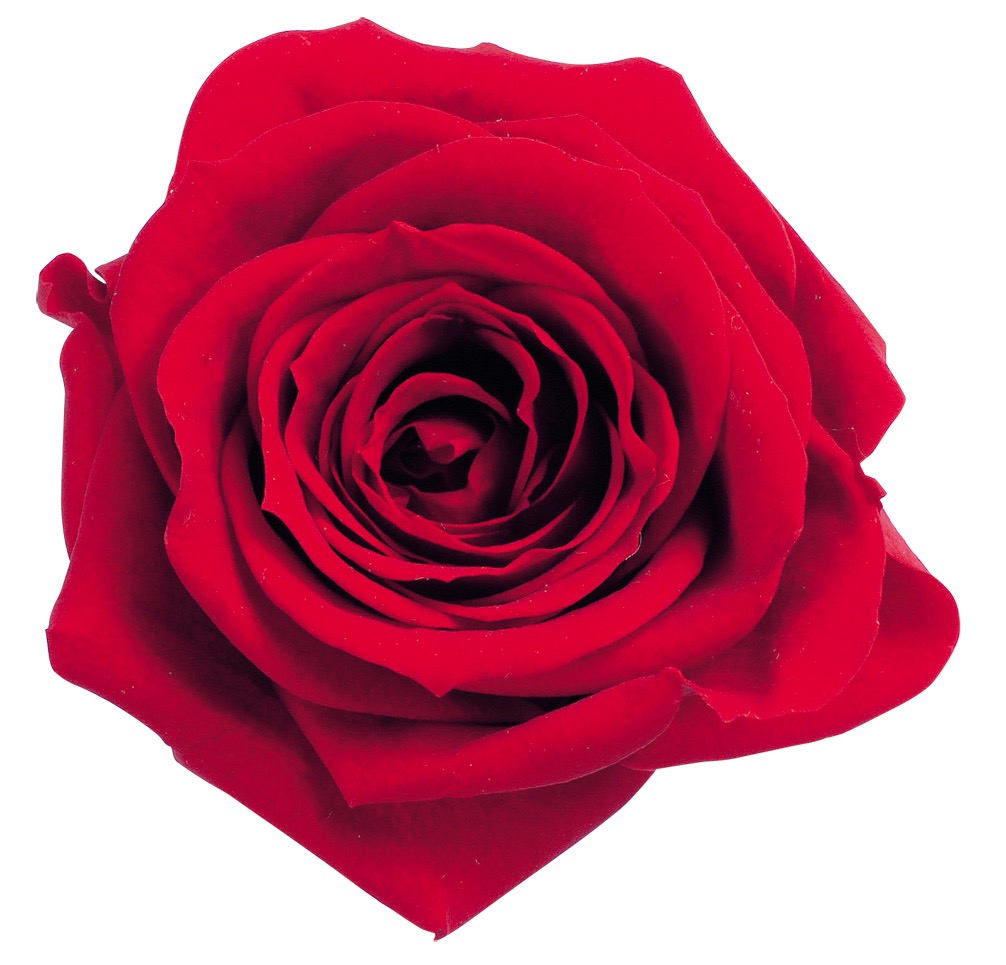 ローズ・いずみ　レッド　03480-321　