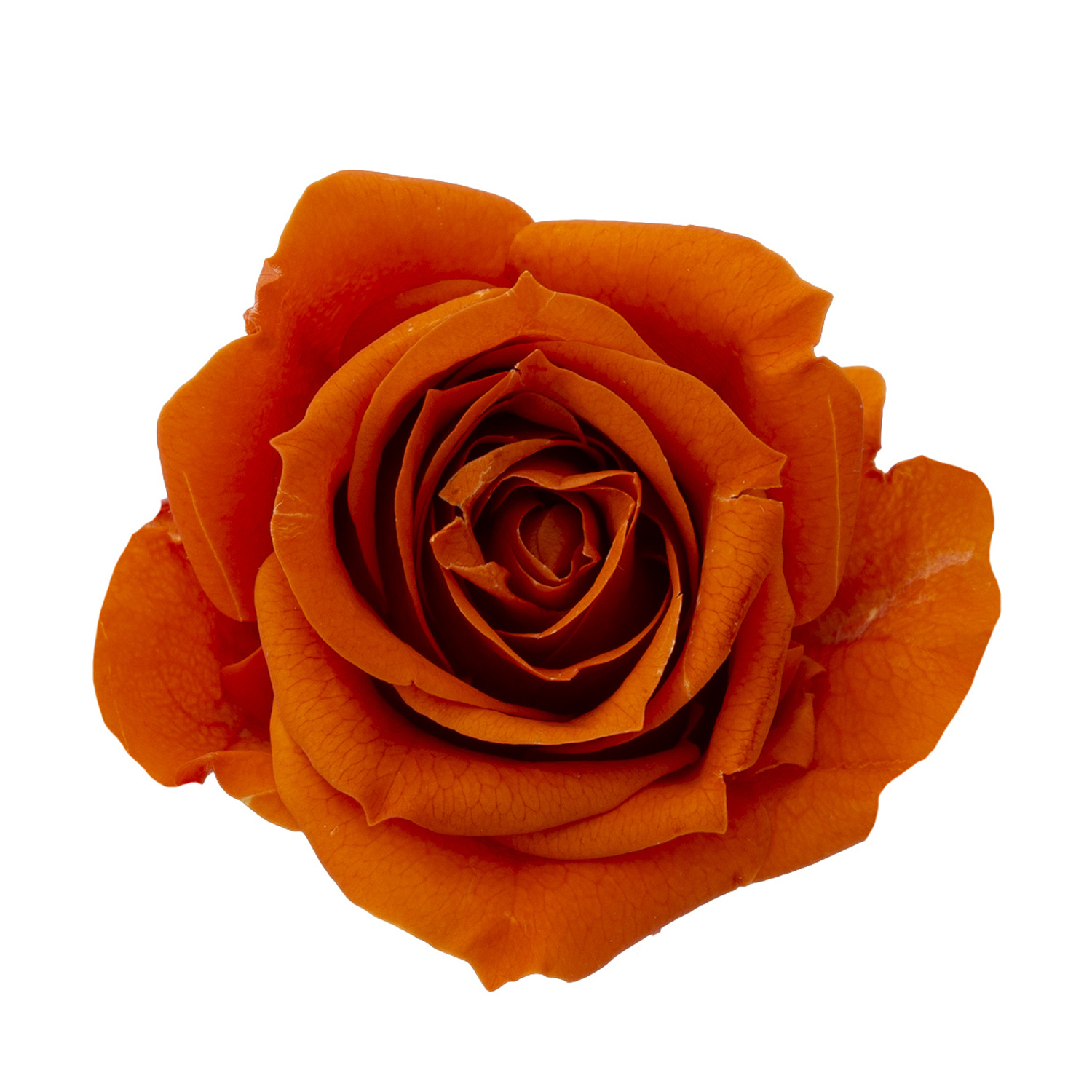 ローズ・いずみ　バレンジアオレンジ　03480-363