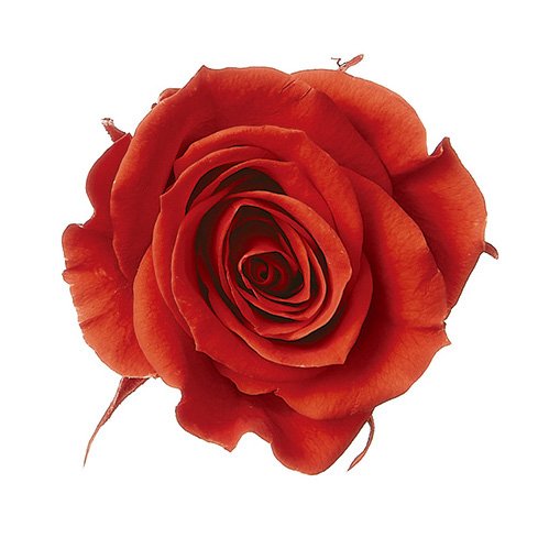 ローズ・いずみ　スカーレット　03480-381