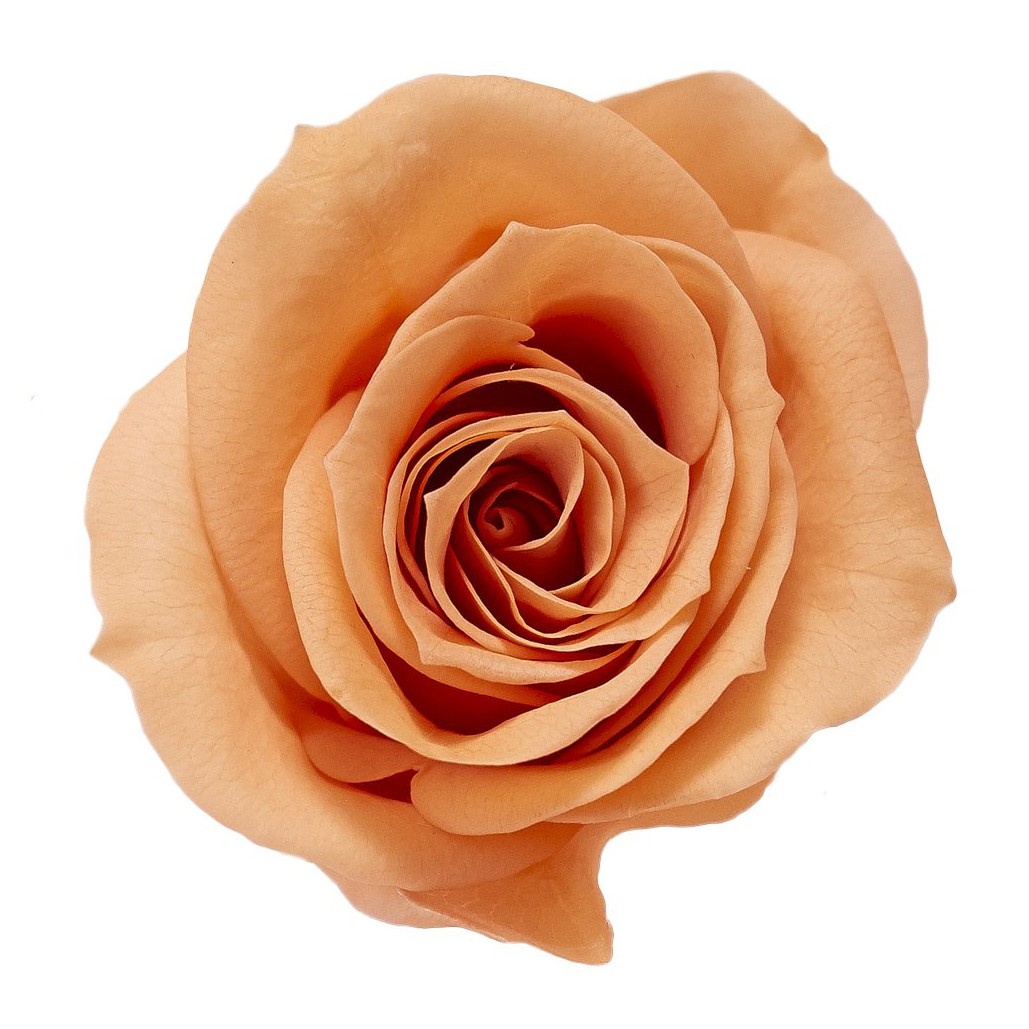 ローズ・いずみ　タルトオレンジ　03480-382