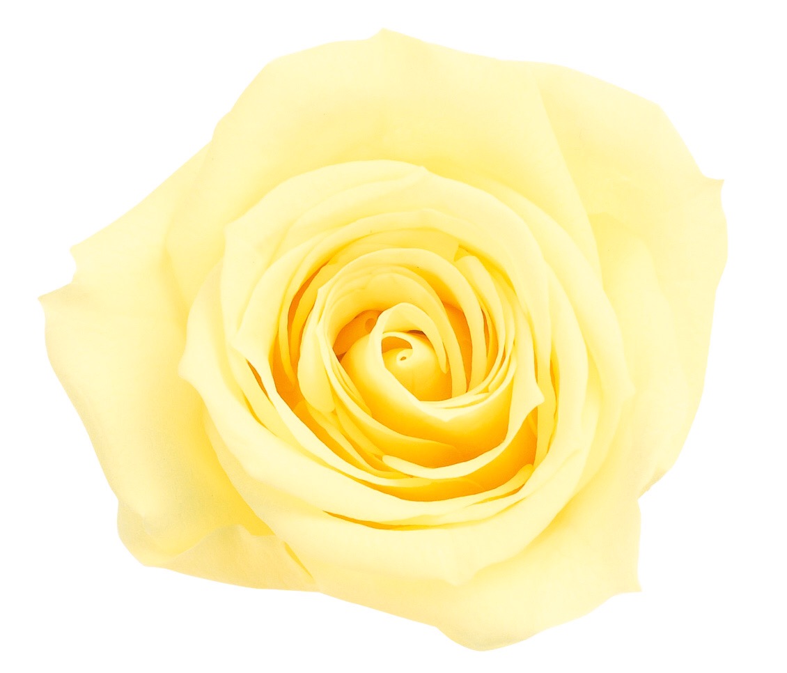 ローズ・いずみ　モーニングイエロー　03480-501