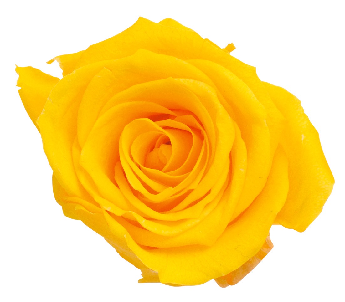 ローズ・いずみ　ミモザイエロー　03480-521