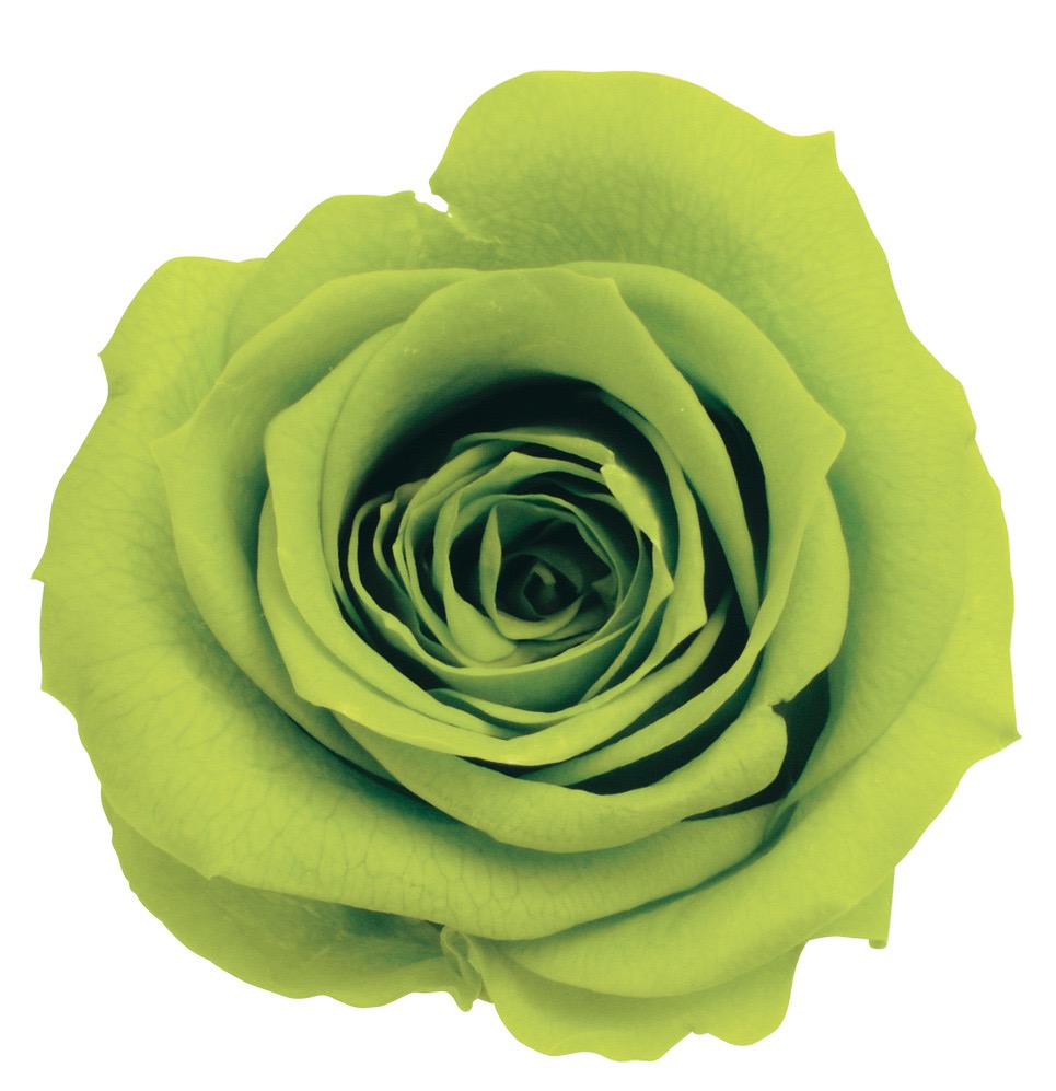 ローズ・いずみ　ライトグリーン　03480-721