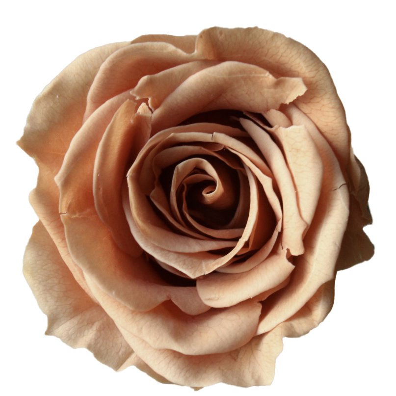 ローズ・いずみ　ピンクモカ　03480-811