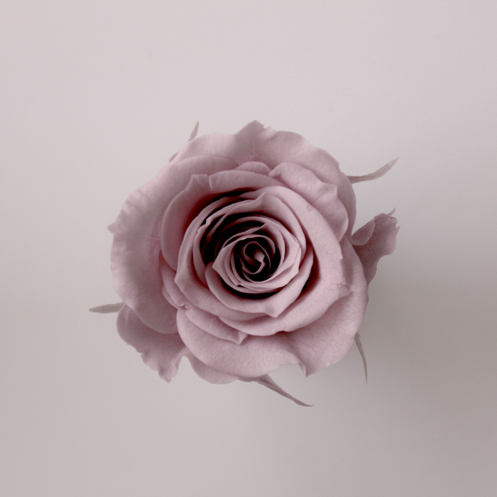 ローズ・いずみ　ミスティーローズ　03480-241