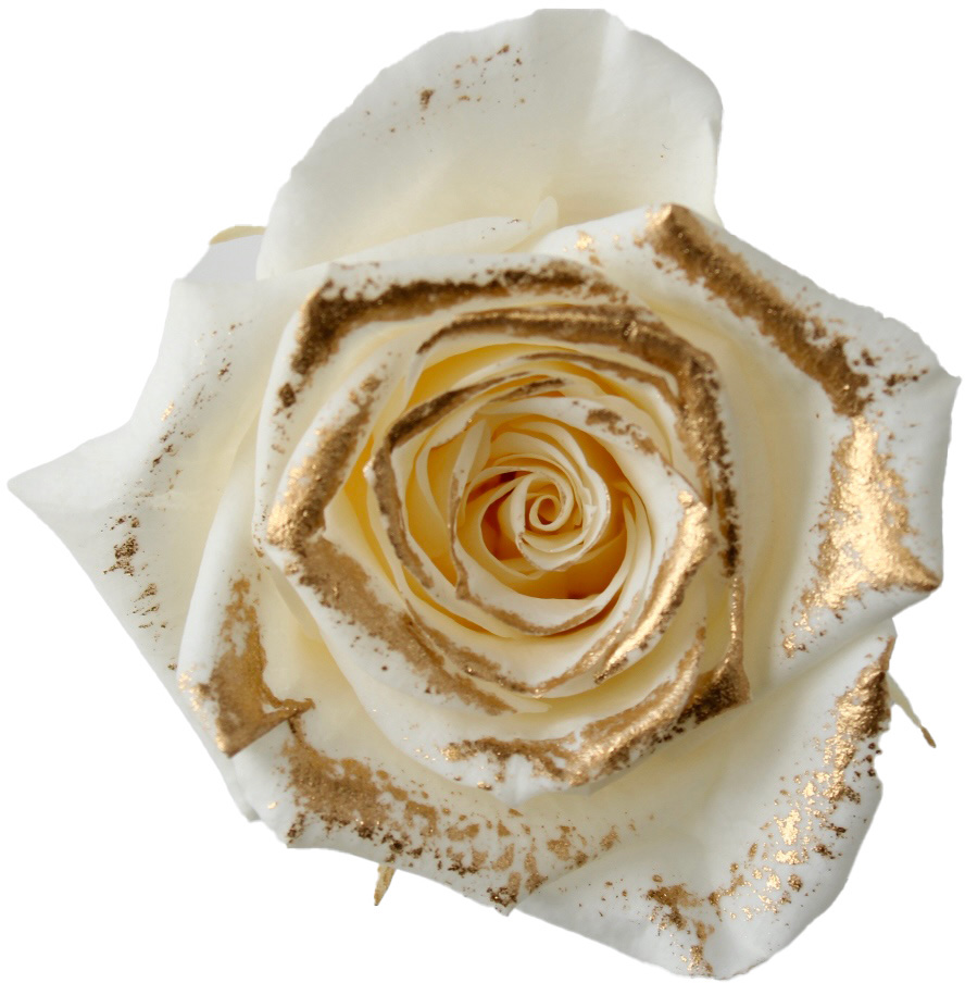 ローズ・いずみ・リュクス　アンティックホワイト　03488-019