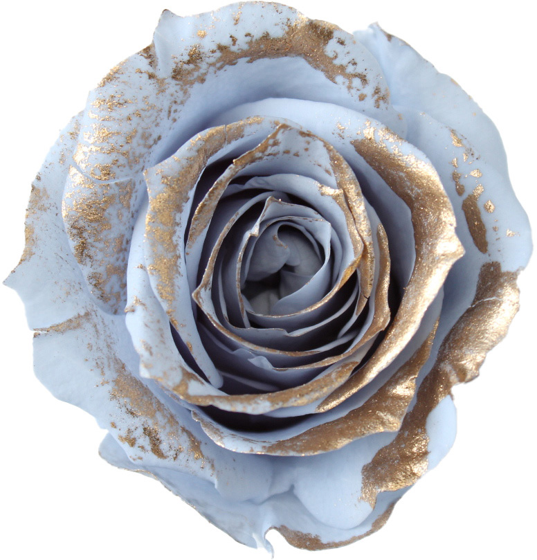 ローズ・いずみ・リュクス　ダスティーブルー　　03488-639