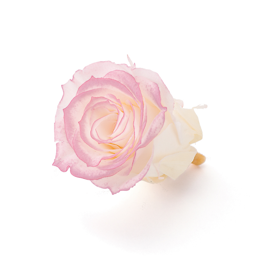 ローズ・いずみ・はないろ　　ホワイト/ピンク 03490-015