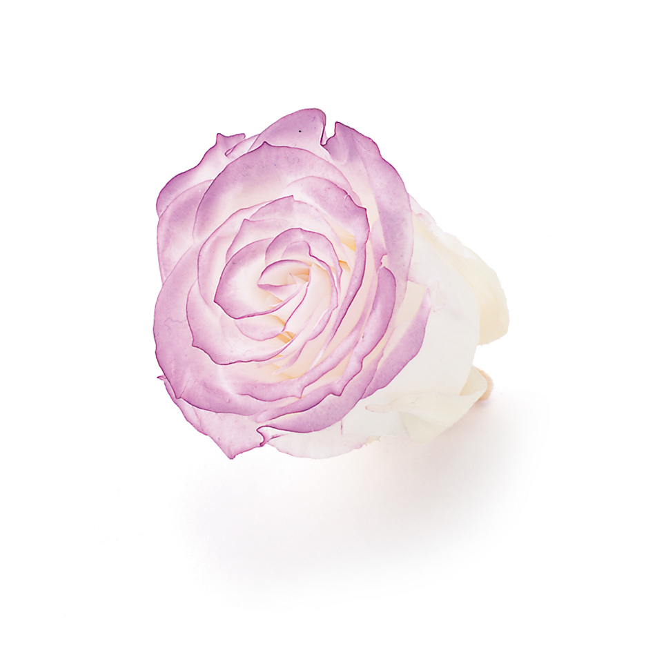 ローズ・いずみ・はないろ　　ホワイト/パープル 03490-045