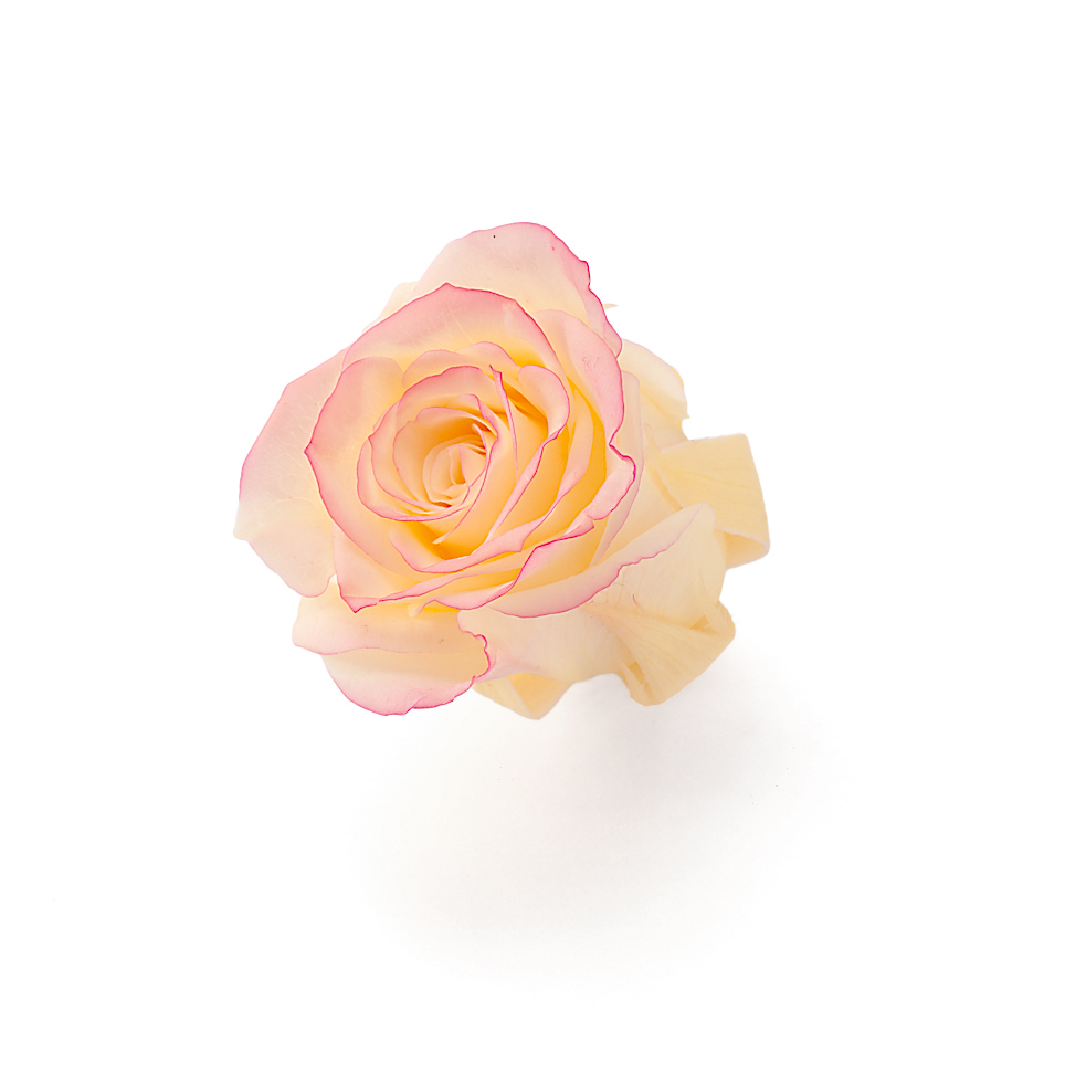 ローズ・いずみ・はないろ　　クリーム/レッド 03490-505