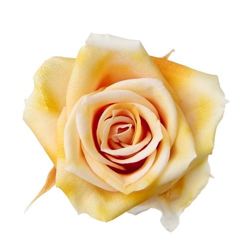 ローズ・いずみ・スフレ　アンティックイエロー　03491-052