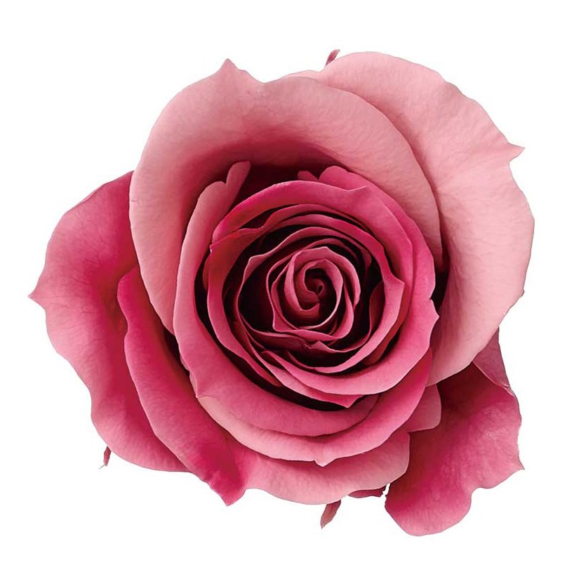 ローズ・いずみ・スフレ　ピンクルビー　03491-182