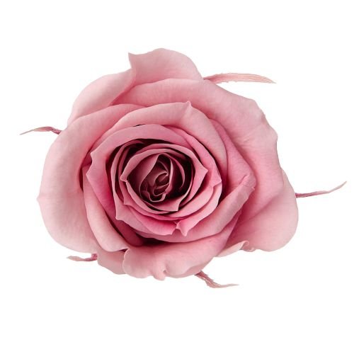 ローズ・いずみ・スフレ　モーブピンク　03491-192