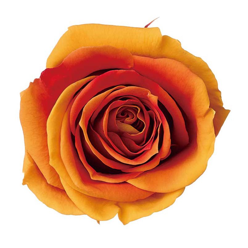 花卉30 Blooming Heart | Blooms Today