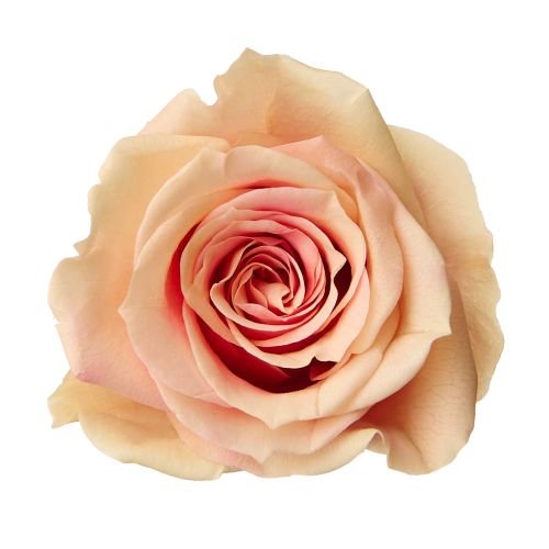 ローズ・いずみ・スフレ　ジュリアローズ　03491-362