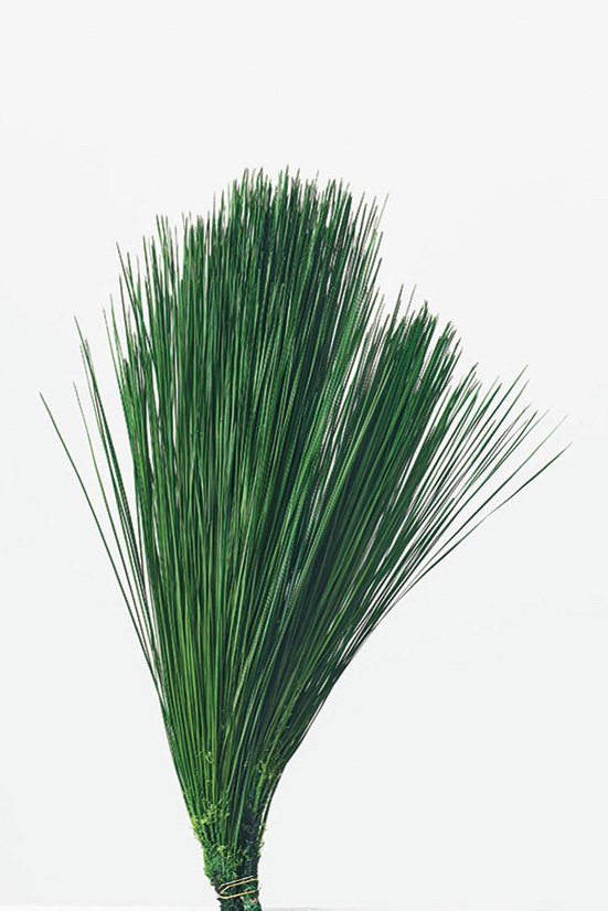 大王松・サイズアソート グリーン 03610-700 ドライフラワー卸売り販売