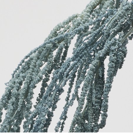 ヒモゲイトウ　ミストブルー　03640-671