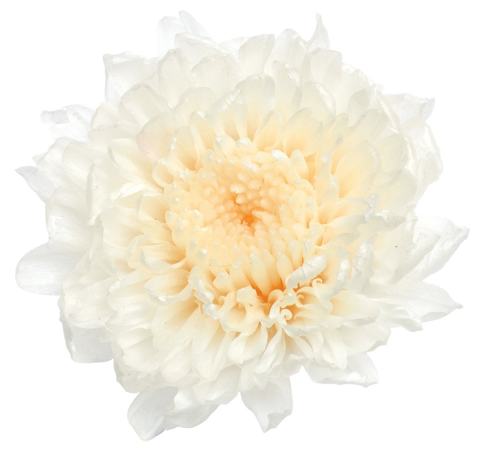 小菊　　白　03680-010
