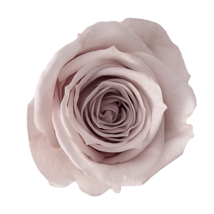 ローズ・ミミ　ピンクベージュ　03840-081