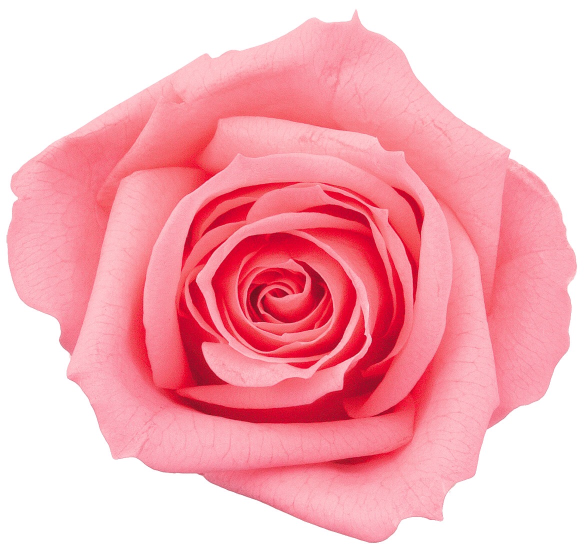 ローズ・ミミ　　キャンディーピンク　03840-121