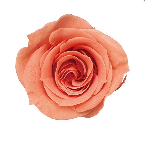 ローズ・ミミ　ピンクコーラル　03840-163