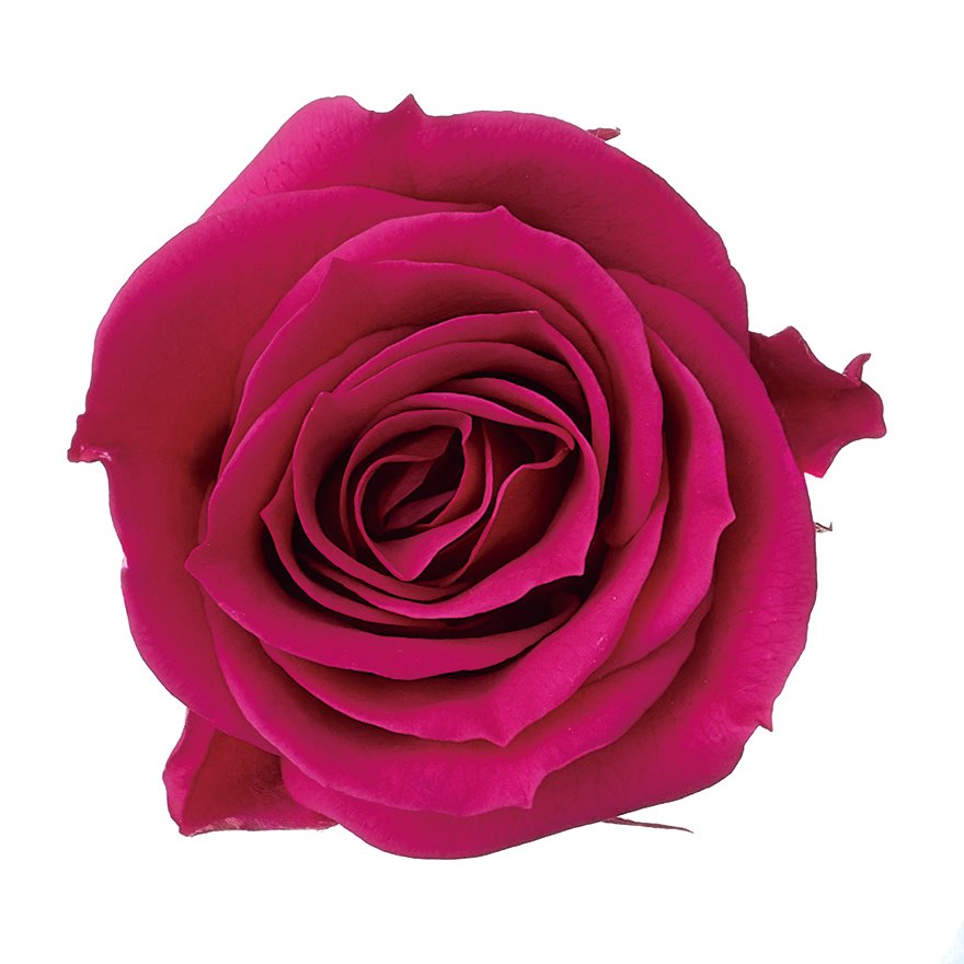 ローズ・ミミ　ロゼ　03840-282