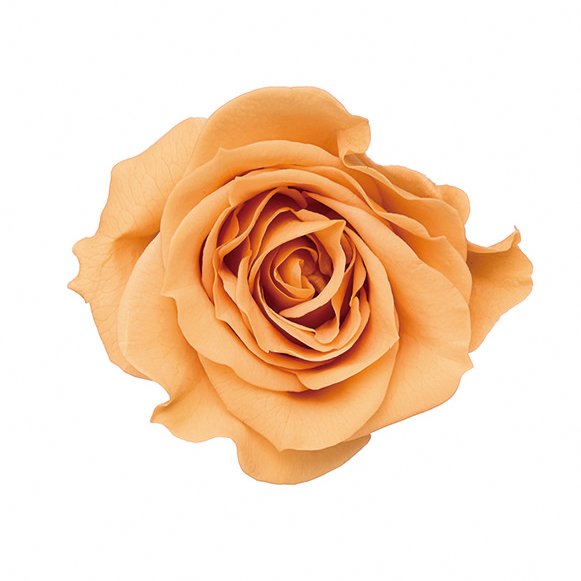 ローズ・ミミ　ブロッサムピーチ　03840-343