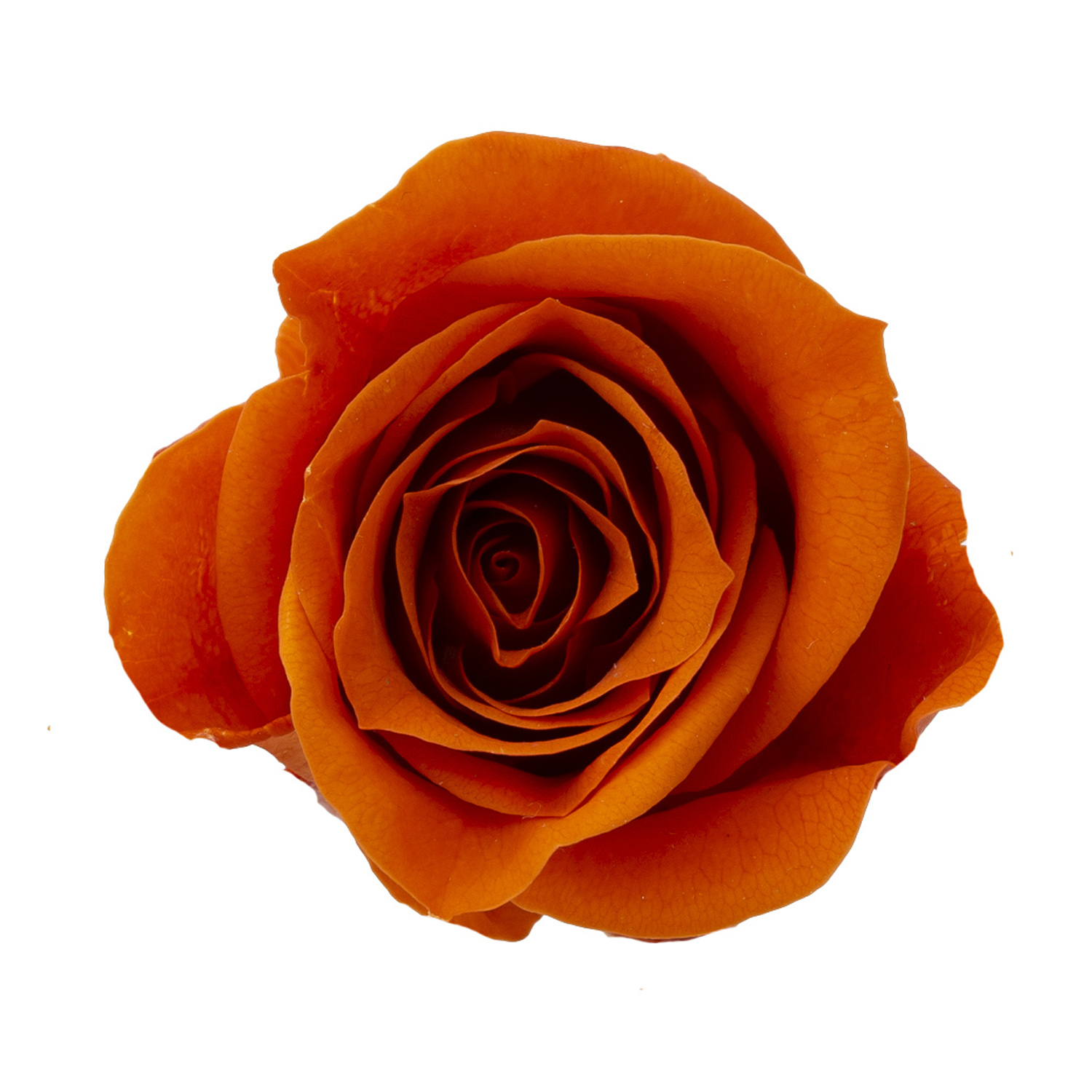 ローズ・ミミ　バレンシアオレンジ　03840-363