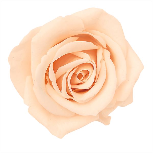 ローズ・ミミ　　クリーミーピーチ　03840-371