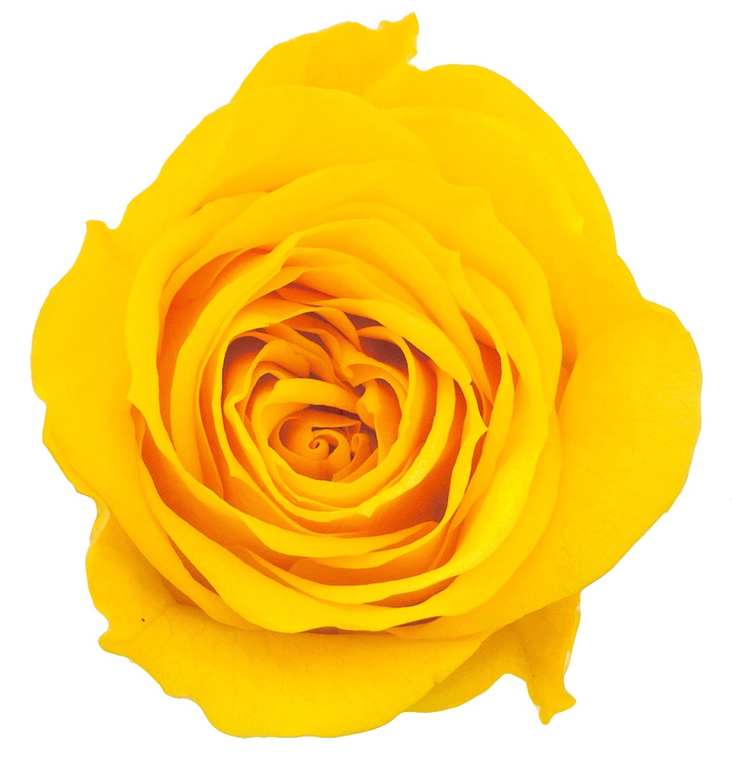 ローズ・ミミ　　ミモザイエロー　03840-521