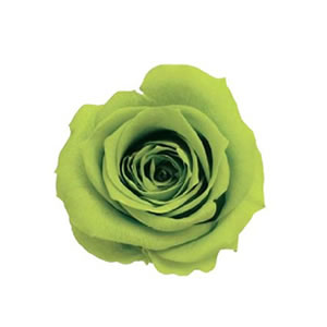 ローズ・ミミ　　ライトグリーン　03840-721