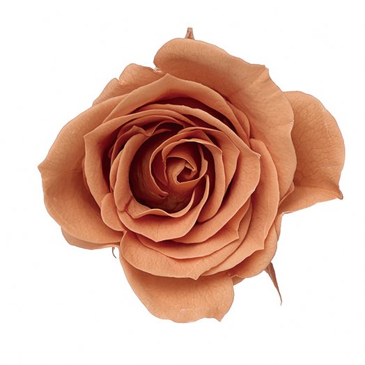 ローズ・ミミ　ピンクモカ　03840-811