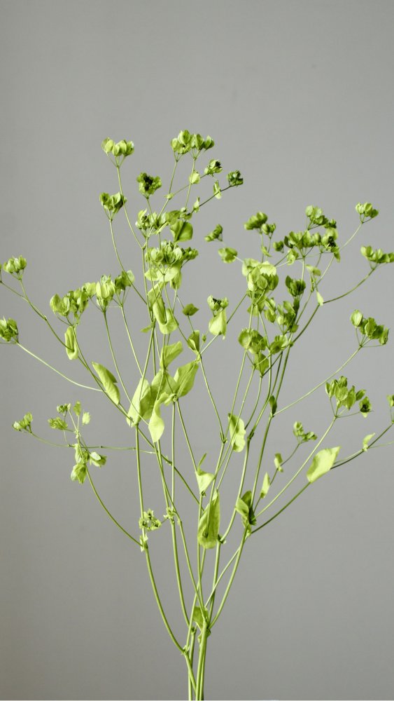 ブプレリューム　グリーン　04070-700