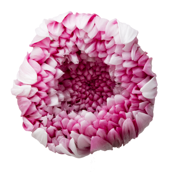 輪菊・パルフェ　ホワイトワイン　04170-012