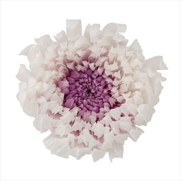輪菊・咲花・ミルフィーユ　ホワイトパープル　04185-014