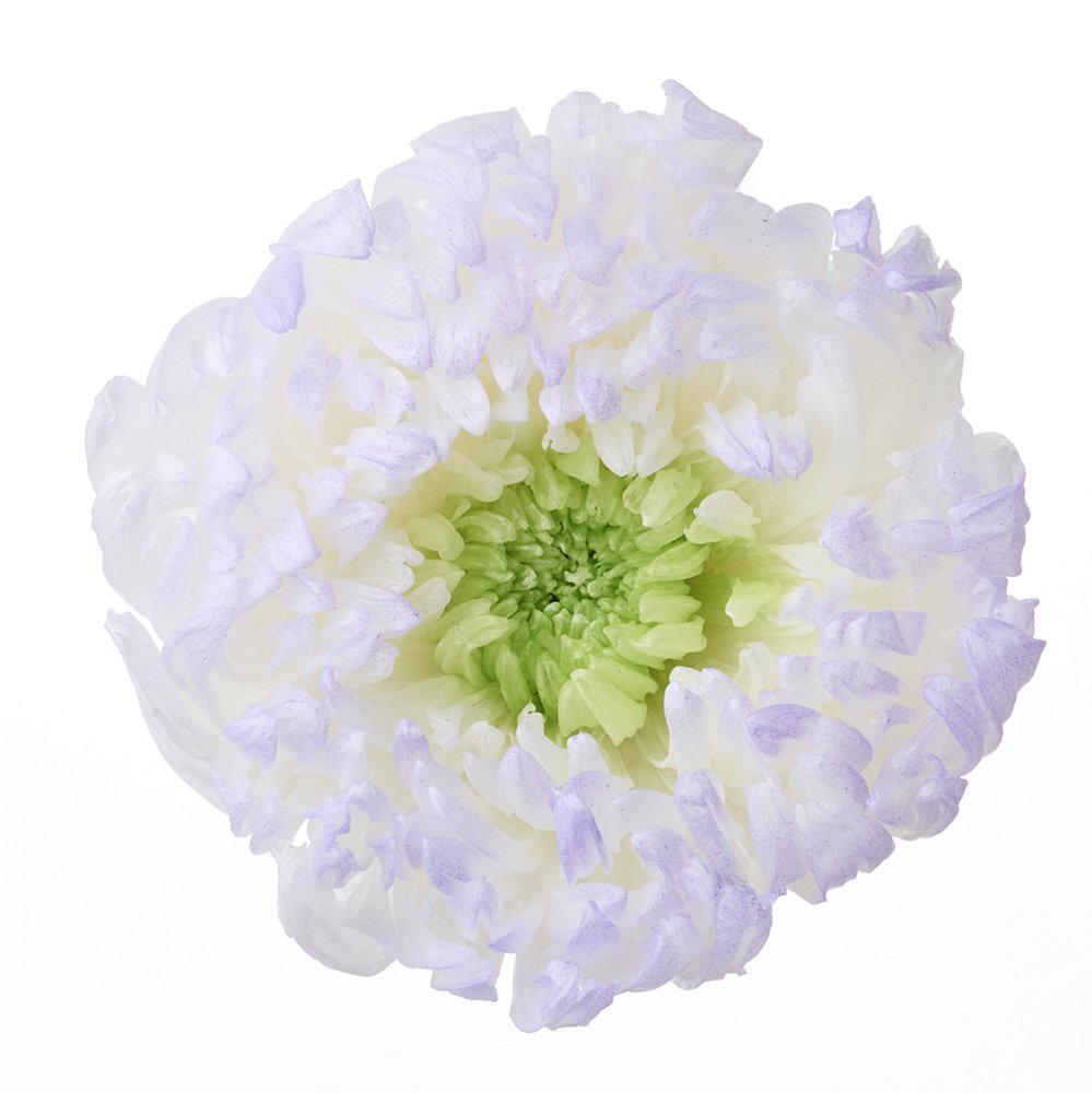 輪菊・咲花・ほのか　パープル　04185-473