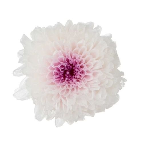 小菊・ミルフィーユ　ホワイトパープル　04190-014