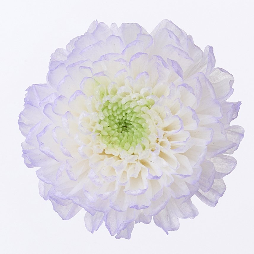 小菊・ほのか　パープル　04190-473