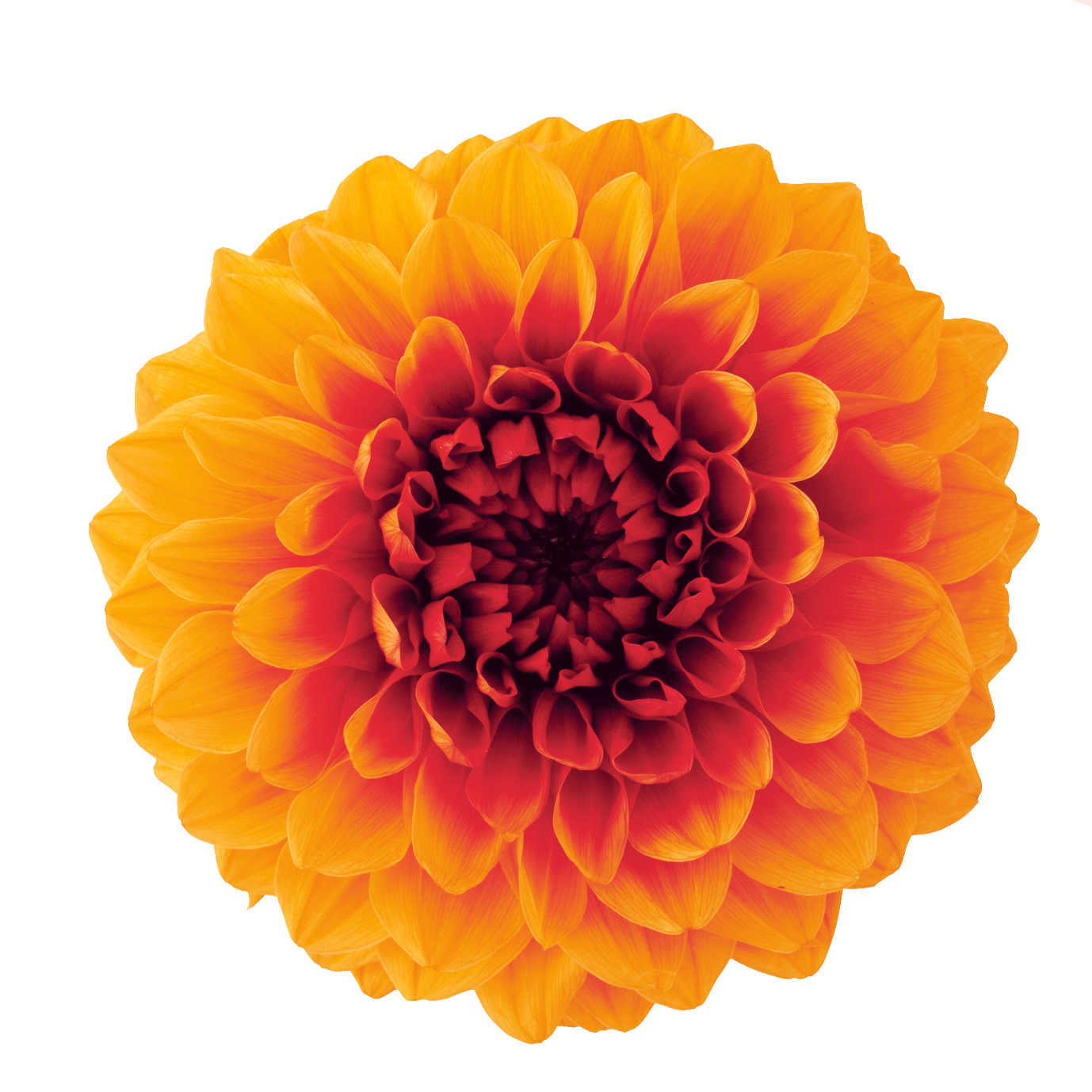 ダリア・グレイス　オレンジ/ワイン　04680-351