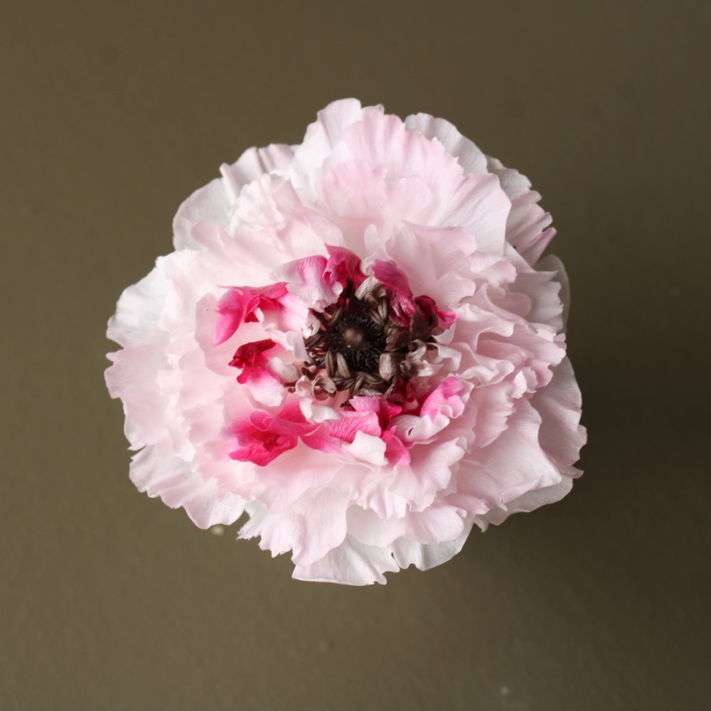 ラナンキュラス・シャルロット ピンク 04750-100 ※カタログ掲載外商品