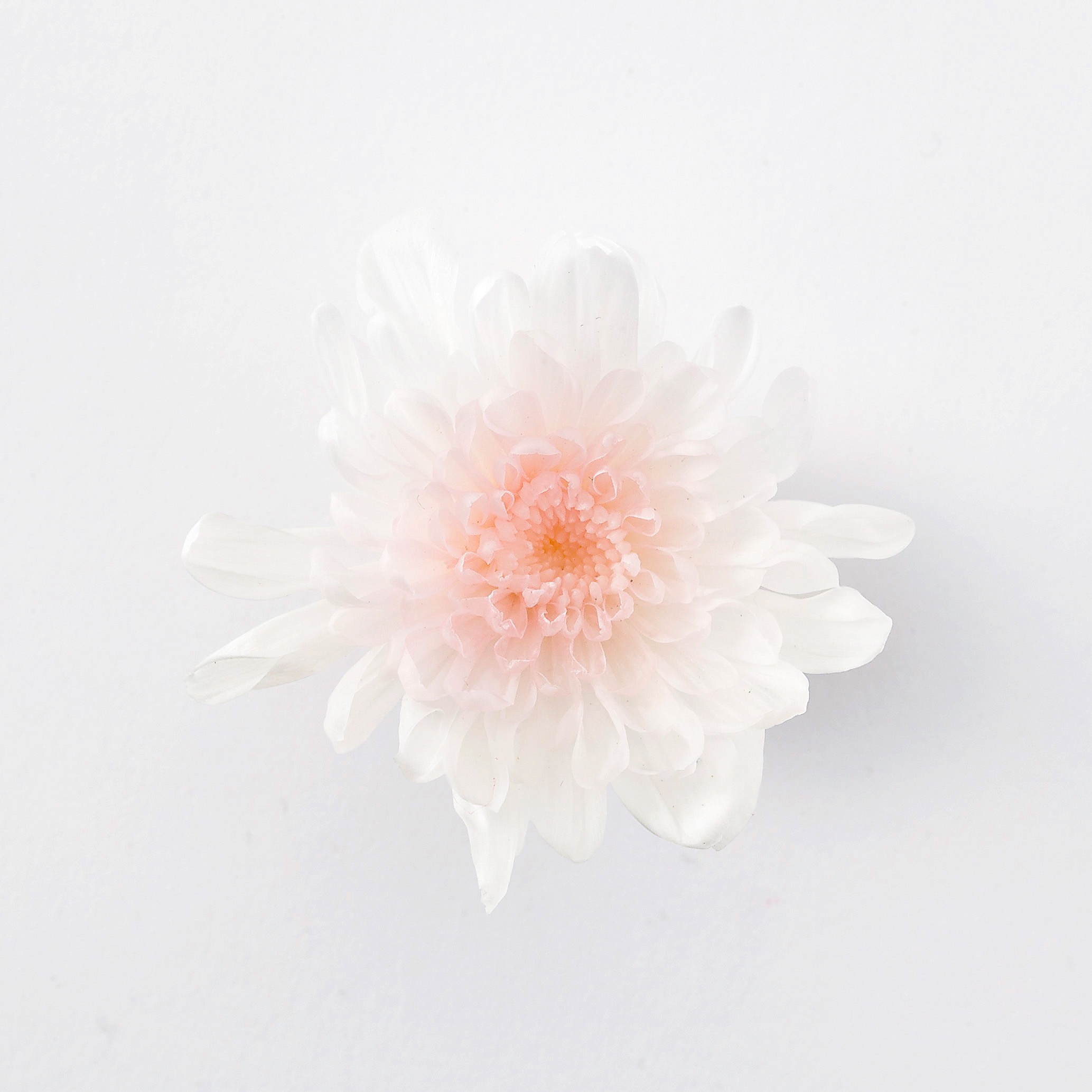 ことね菊　　ホワイトピンク　04790-103