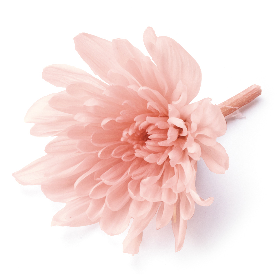 ことね菊　シルキーピンク　04790-131