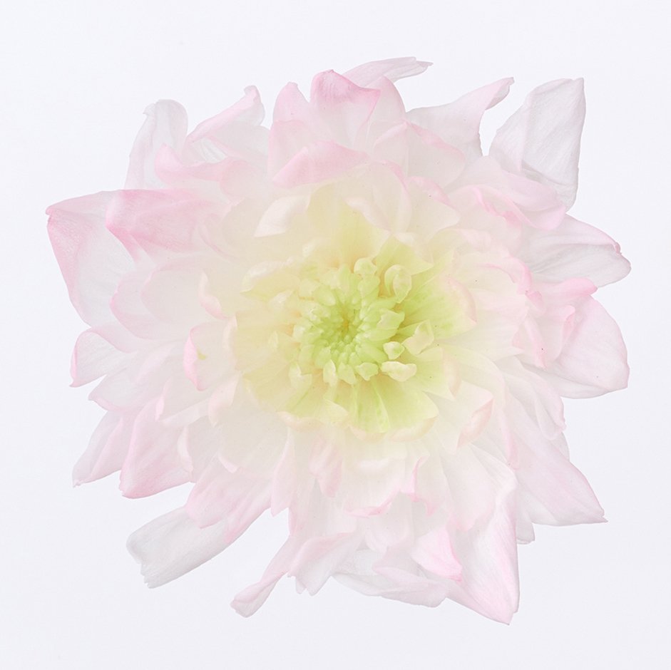 ことね菊・ほのか ピンク 04790-173 ドライフラワー卸売り販売の