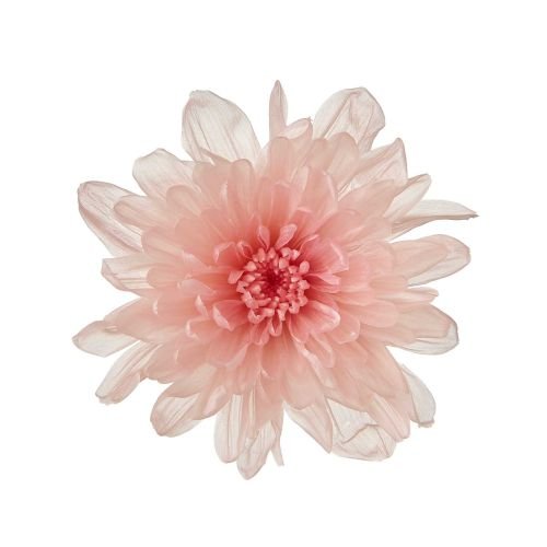 ことね菊　ピンクローズ　04790-203