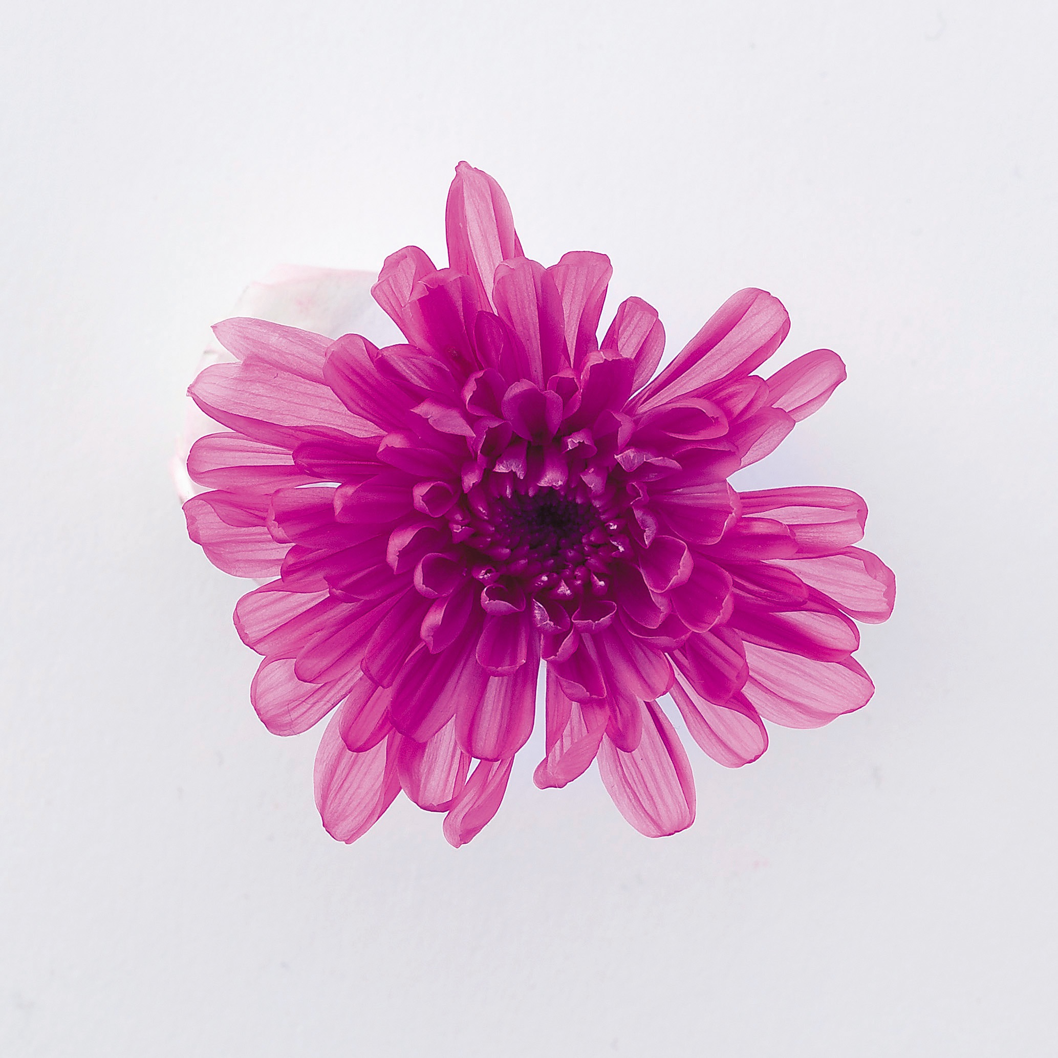 ことね菊　　ラズベリー　04790-262