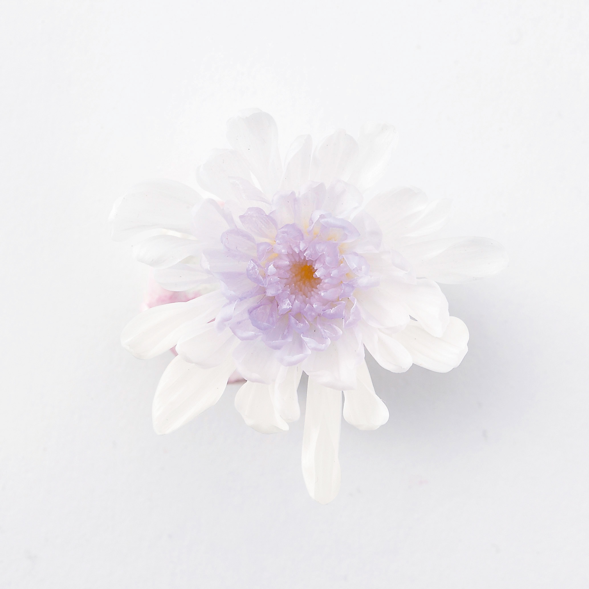 ことね菊　　ホワイトパープル　04790-403