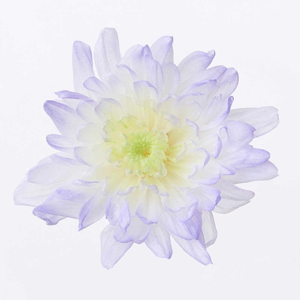 ことね菊・ほのか　パープル　04790-473