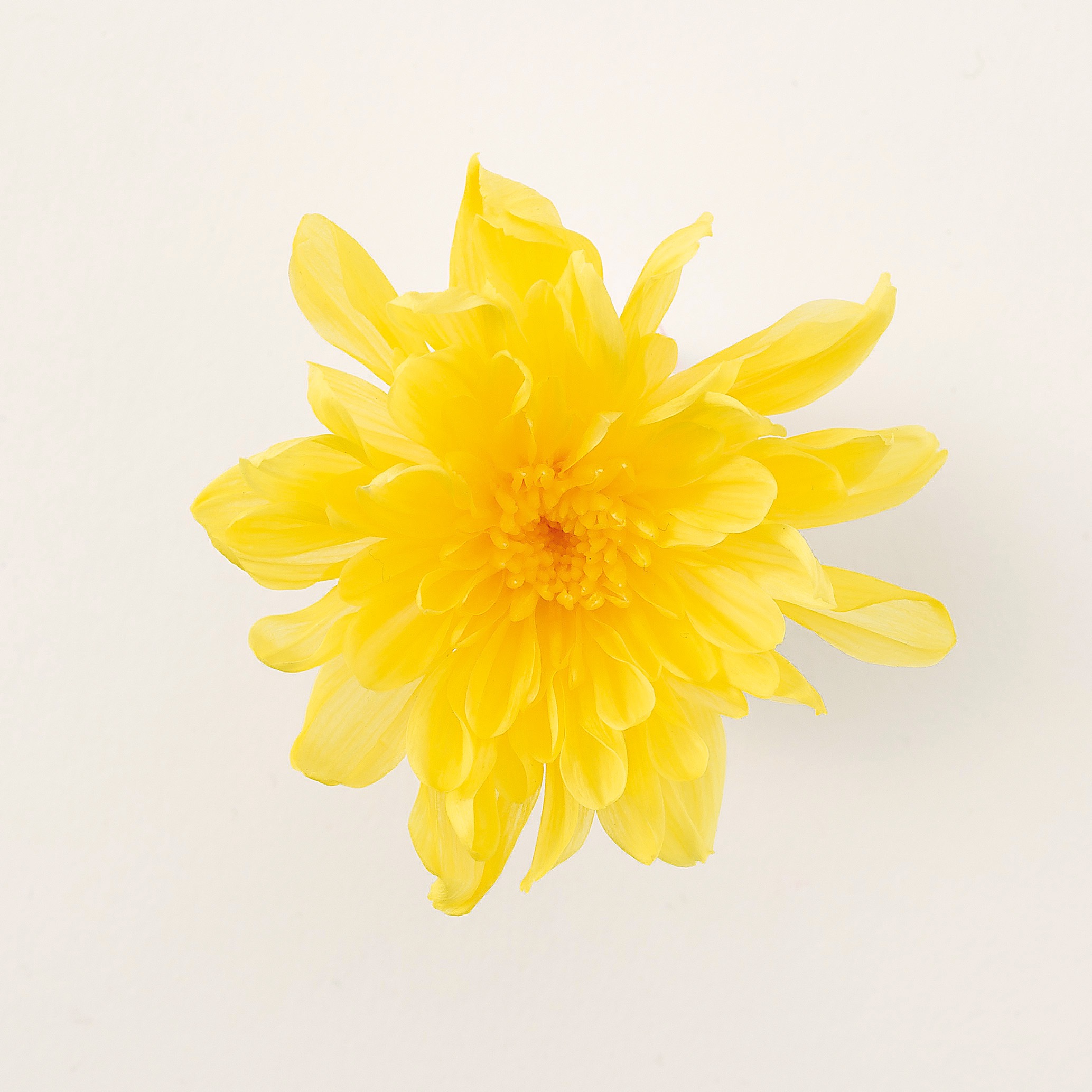 ことね菊　　イエロー　04790-500