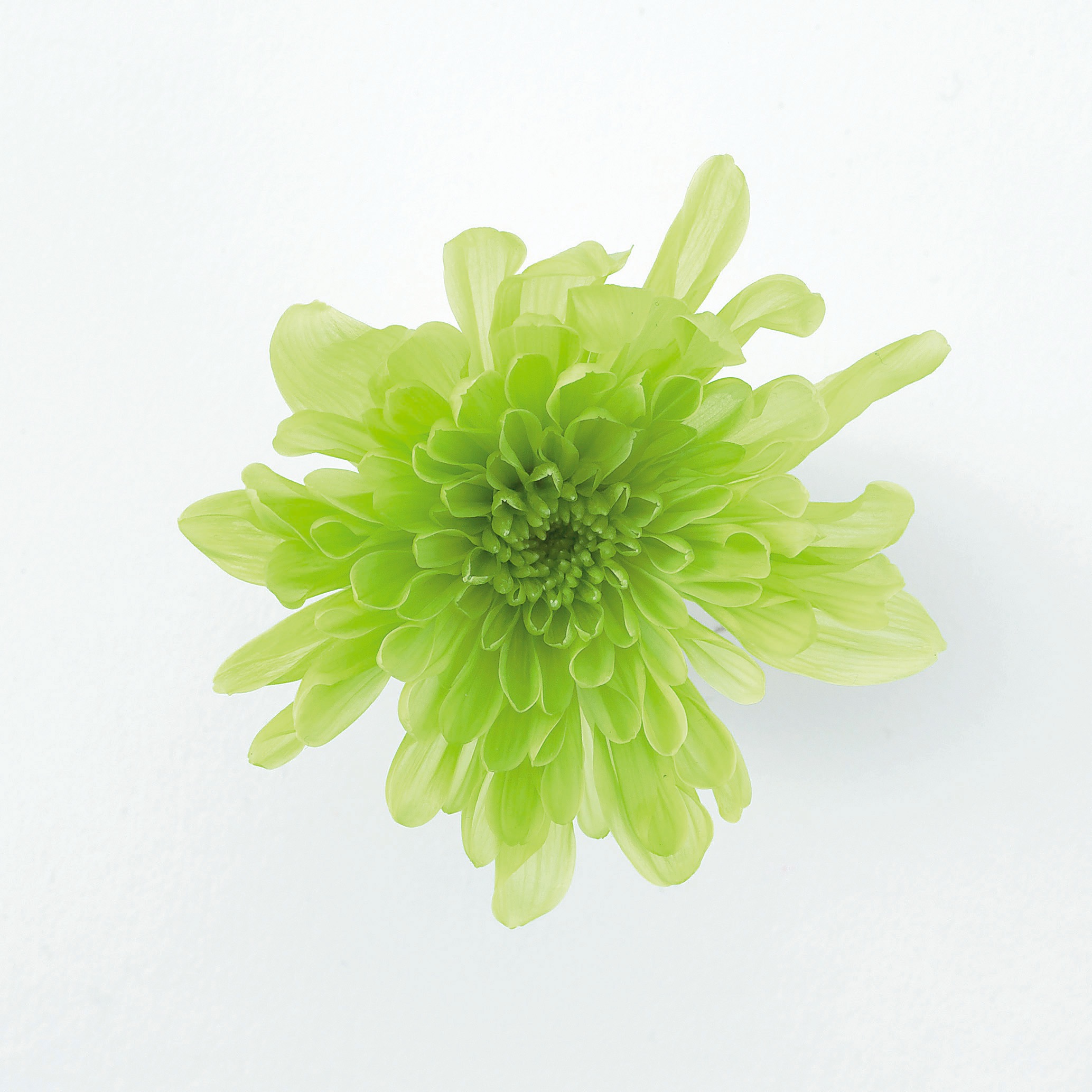 ことね菊　　グリーン　04790-700